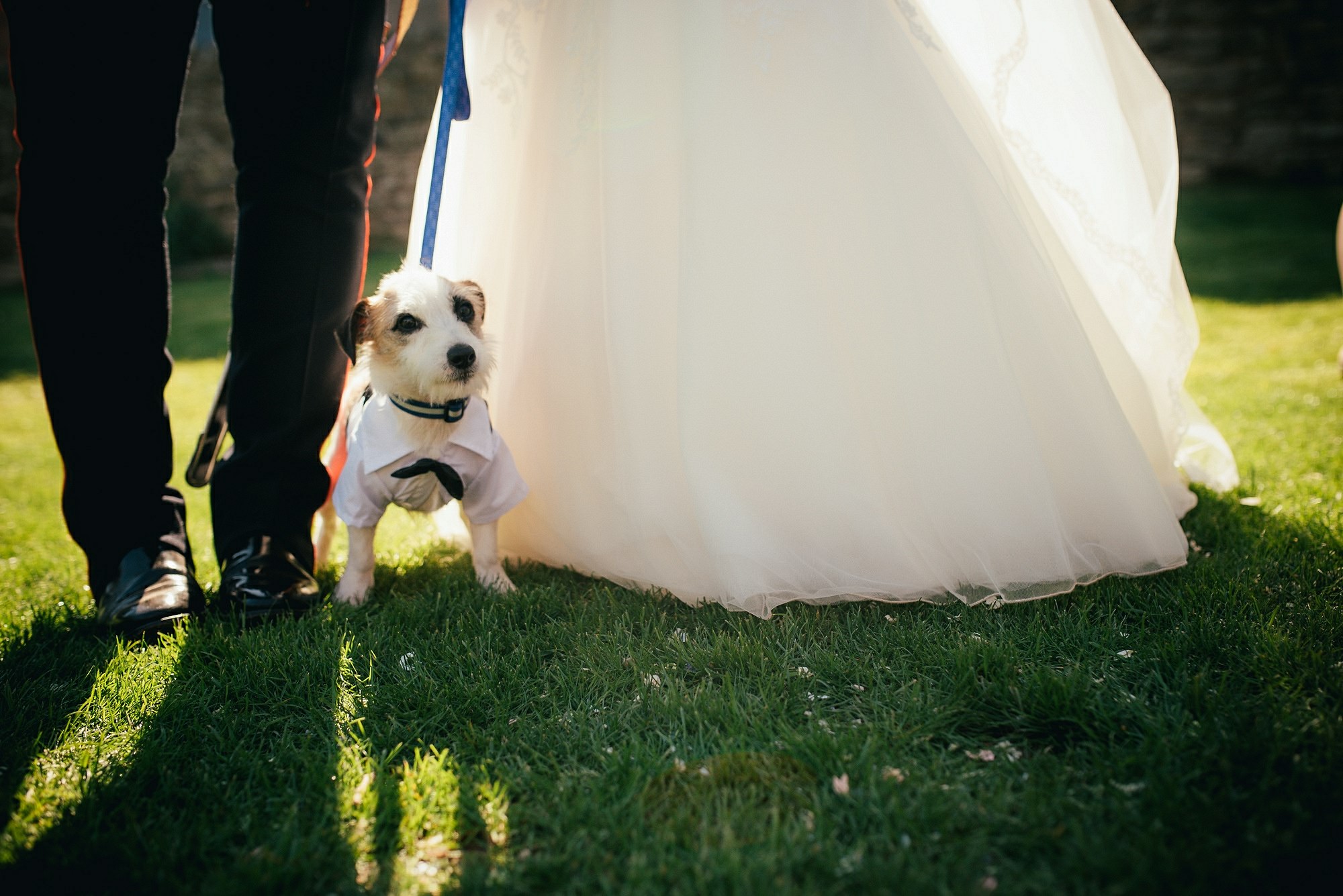 dogs at weddings